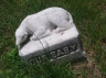 Hezekiah Davis Child Headstone