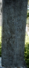 Arthur Walker headstone